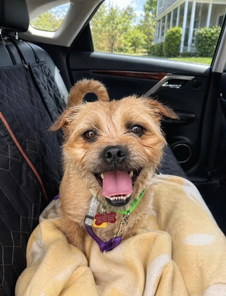 A young small-sized male Border Terrier dog named Taxi  Local New for adoption in Princeton, MA
