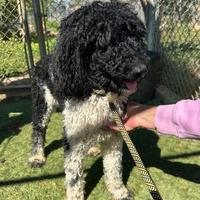 A young large-sized female Black Standard Poodle dog named Prada for adoption in Agua Dulce, CA