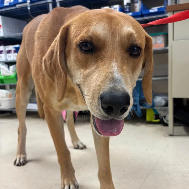 An adult medium-sized male Hound dog named Alexander for adoption in Lake Panasoffkee, FL