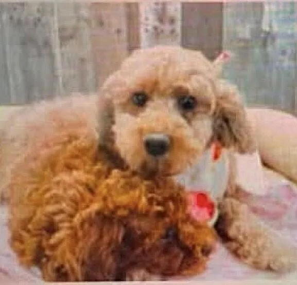 An adult small-sized female Poodle dog named Scarlett O Hara for adoption in Washington, DC