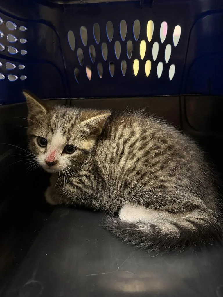 A baby medium-sized male Domestic Short Hair cat named Colorado for adoption in Florence, SC