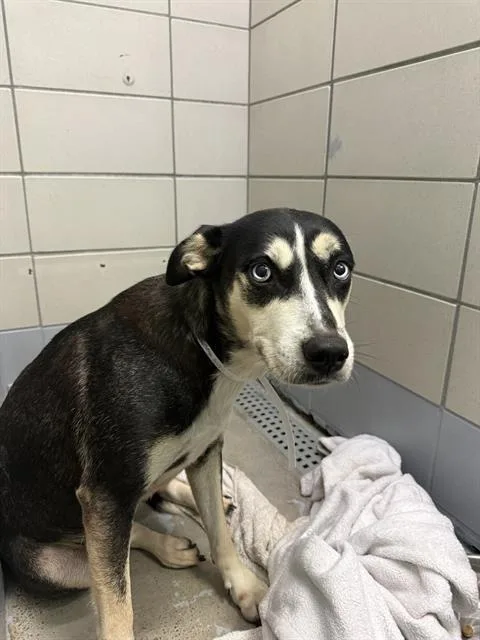 A young medium-sized female Husky dog named Cherry for adoption in Houston, TX