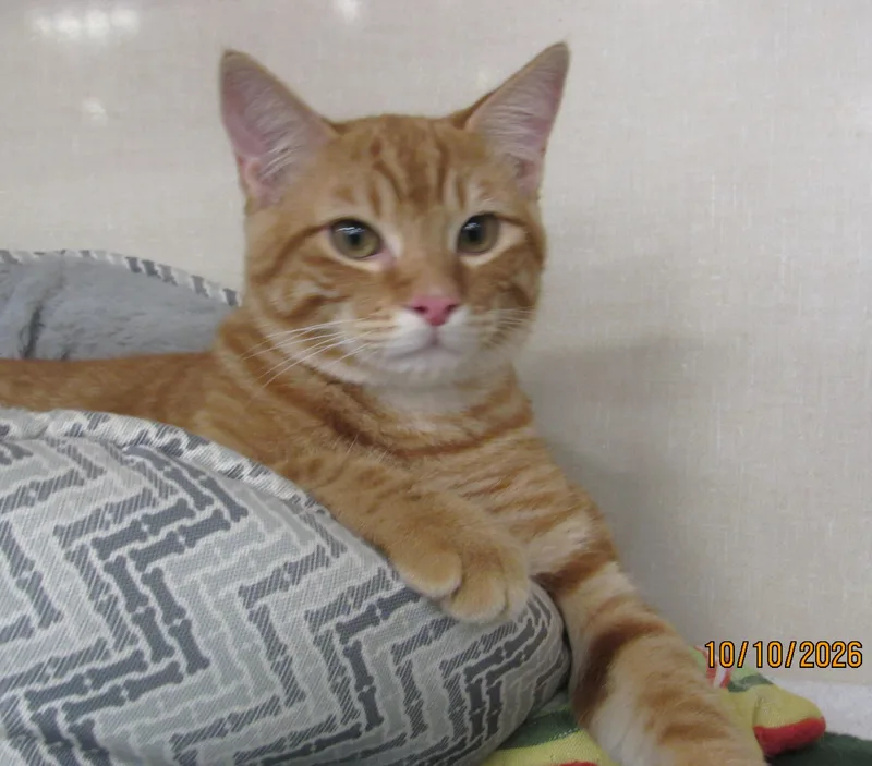 A baby medium-sized male Tabby cat named Mheetu for adoption in Conroe, TX