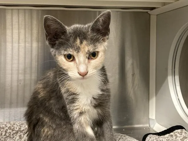 A baby small-sized female Domestic Short Hair cat named Fauna for adoption in Tustin, CA