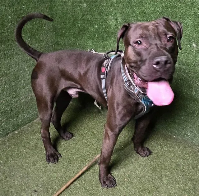 An adult large-sized male Pit Bull Terrier dog named Barry for adoption in Lancaster, CA