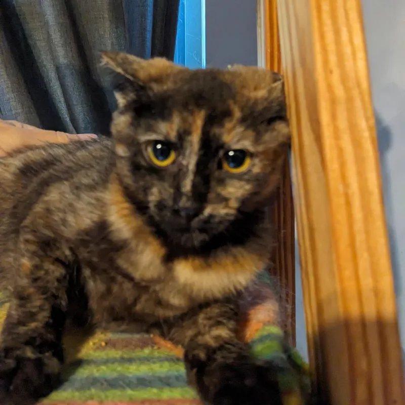 An adult small-sized female Black Domestic Short Hair cat named Baikal for adoption in Greenwood, MO