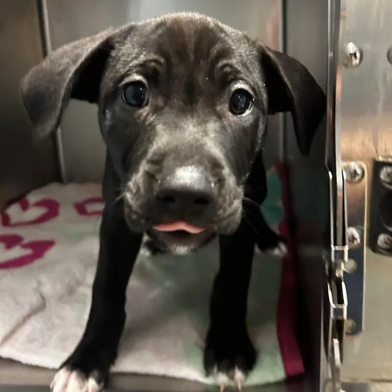 A baby small-sized female Black Mixed Breed dog named Bella for adoption in Chattanooga, TN