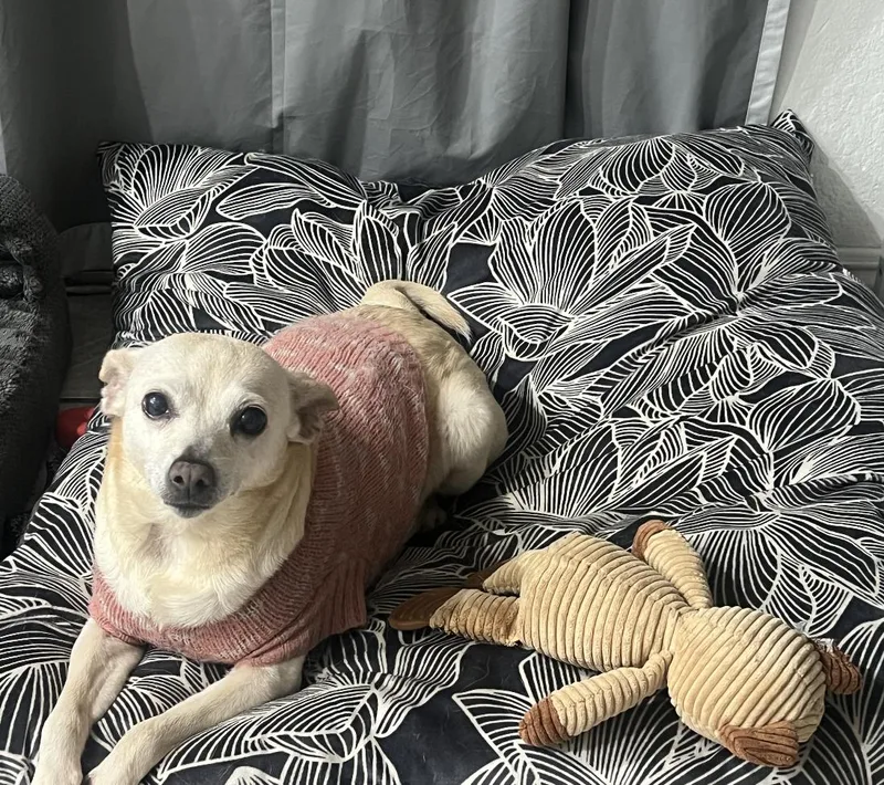 A senior small-sized female Chihuahua dog named Renee for adoption in West Hollywood, CA