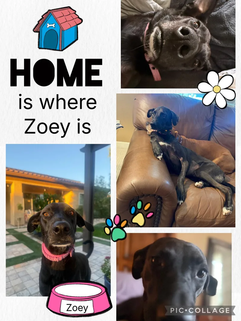 Zoey thumbnail 2