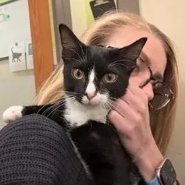 A baby small-sized female Black Domestic Short Hair cat named Classy Sassy for adoption in Lynchburg, VA