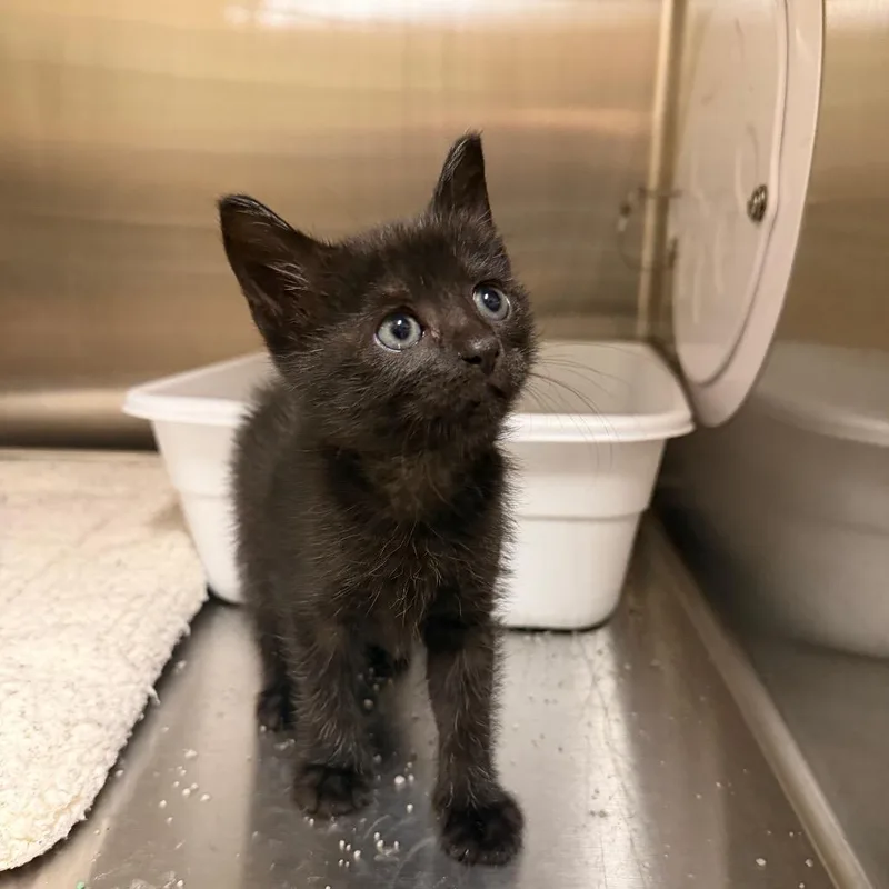 A baby small-sized female Black Domestic Short Hair cat named Osiris for adoption in Webster, TX
