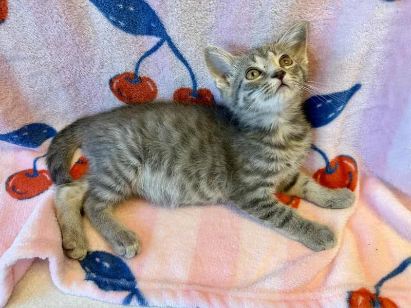 A baby small-sized female Gray / Blue / Silver Domestic Short Hair cat named Chichen Itza for adoption in Homer Glen, IL