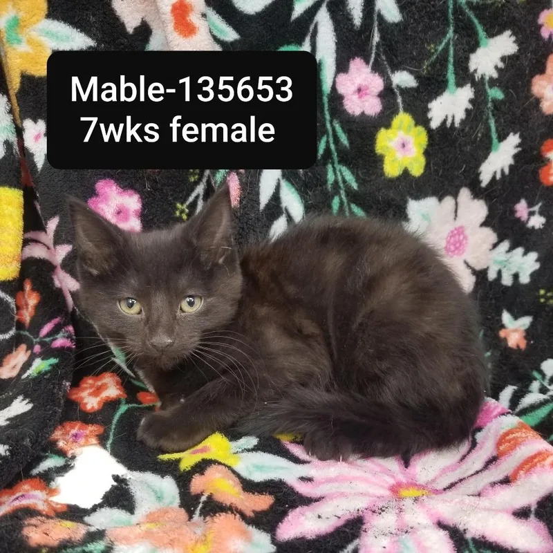 A young small-sized female Domestic Short Hair cat named Mable for adoption in New Tazewell, TN