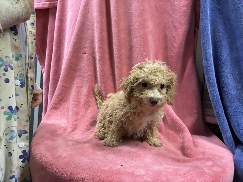 BF Poodle copy