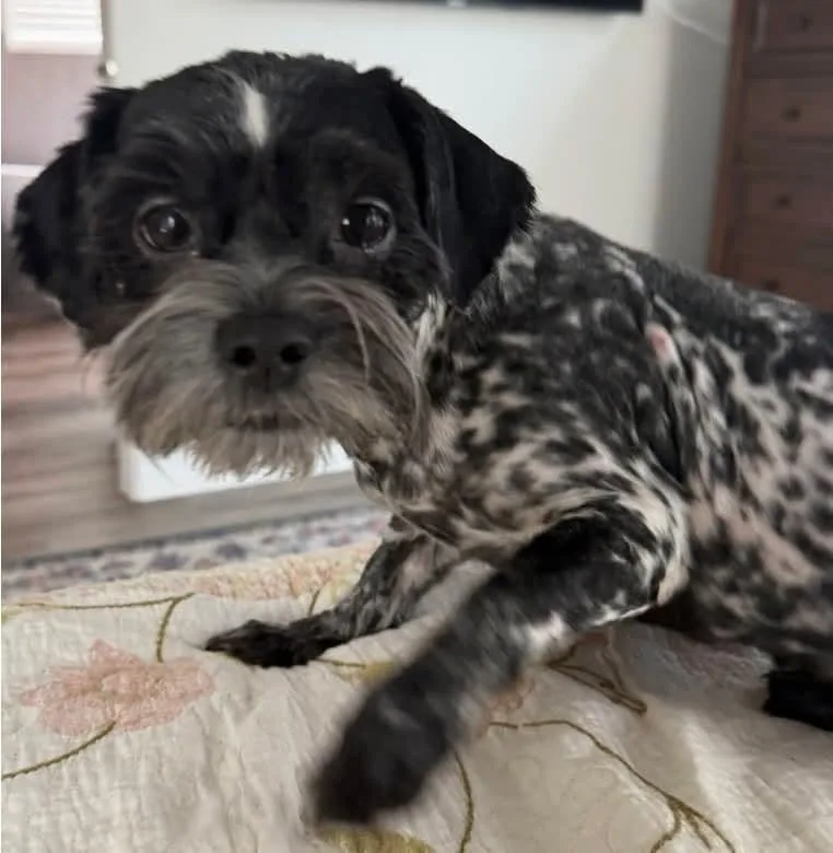 PJ aka Annie Sue