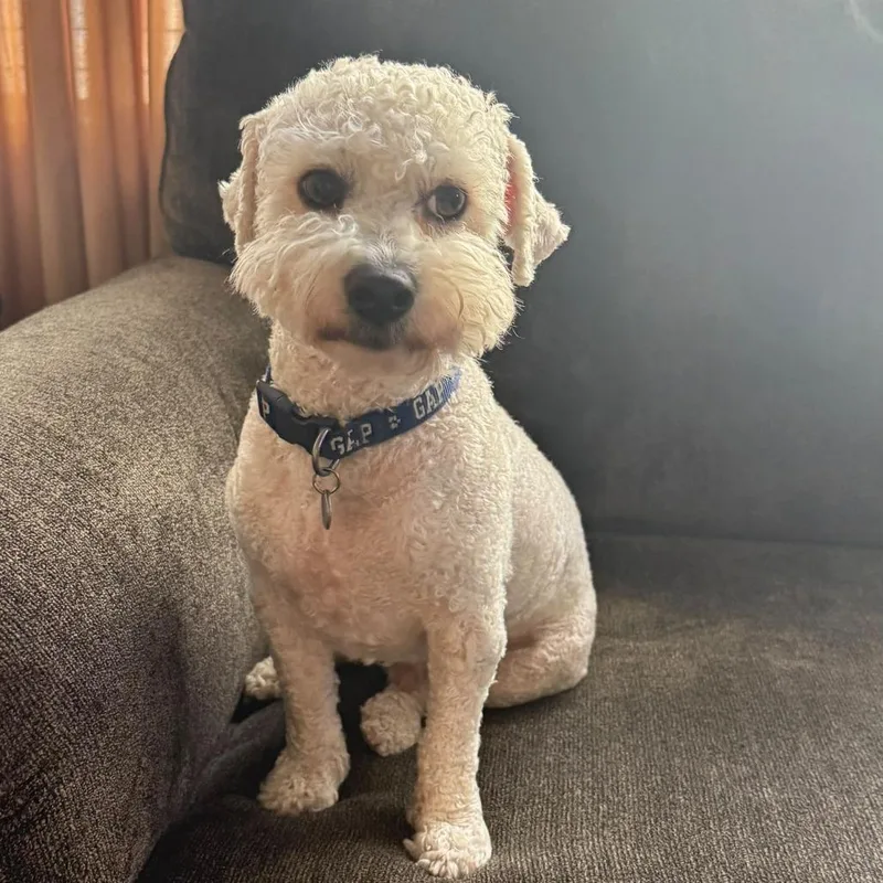 An adult small-sized male Poodle dog named Nacho for adoption in Las Vegas, NV