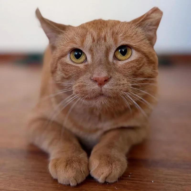 An adult medium-sized female Tabby (Orange / Red) Domestic Short Hair cat named Marmalade for adoption in Milwaukee, WI