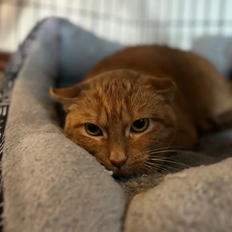 Marmalade thumbnail 2