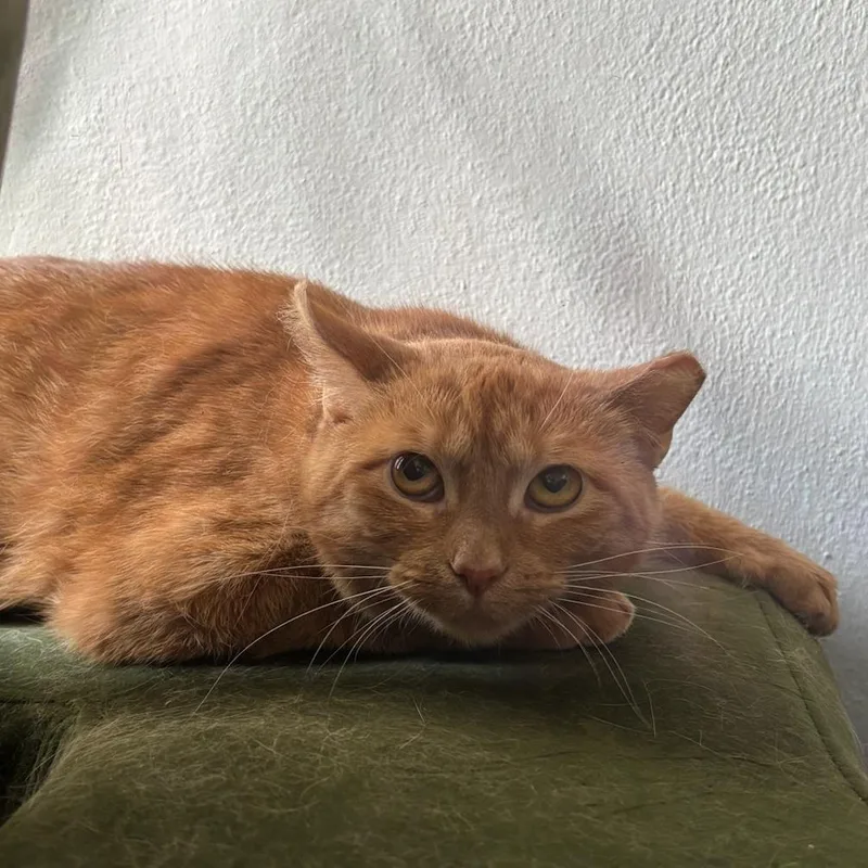 Marmalade thumbnail 3
