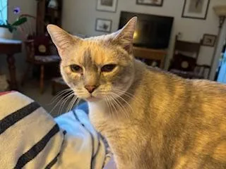 A senior medium-sized female Domestic Short Hair cat named Snow White for adoption in Derwood, MD