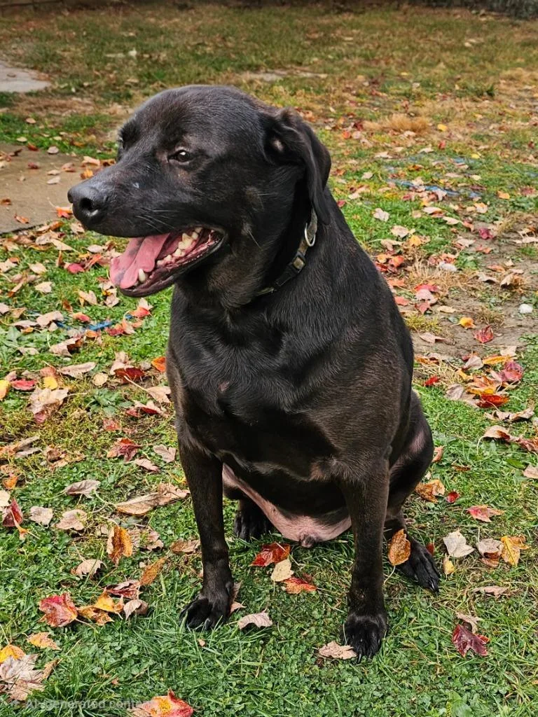 A young medium-sized male Labrador Retriever dog named ApoloOnix for adoption in Wabash, IN