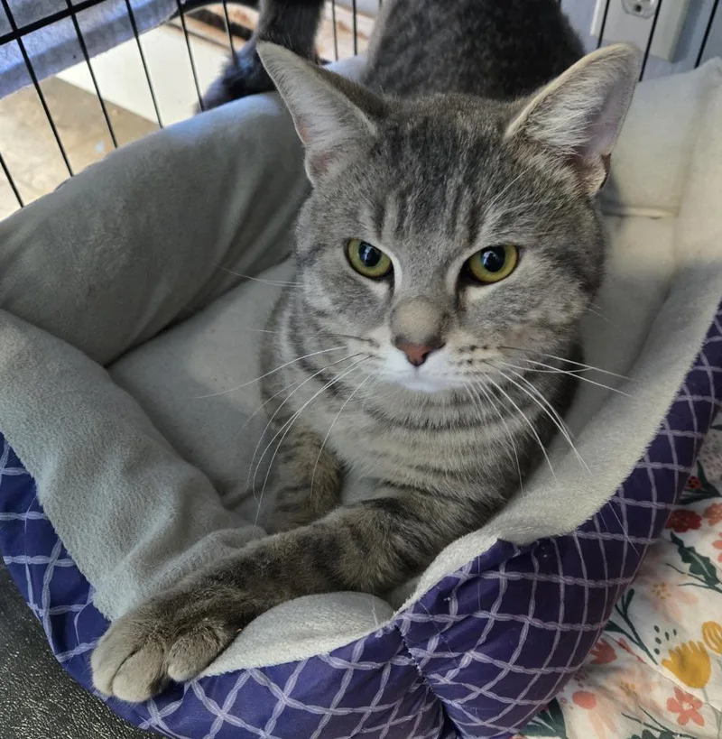 Thunder Tabby