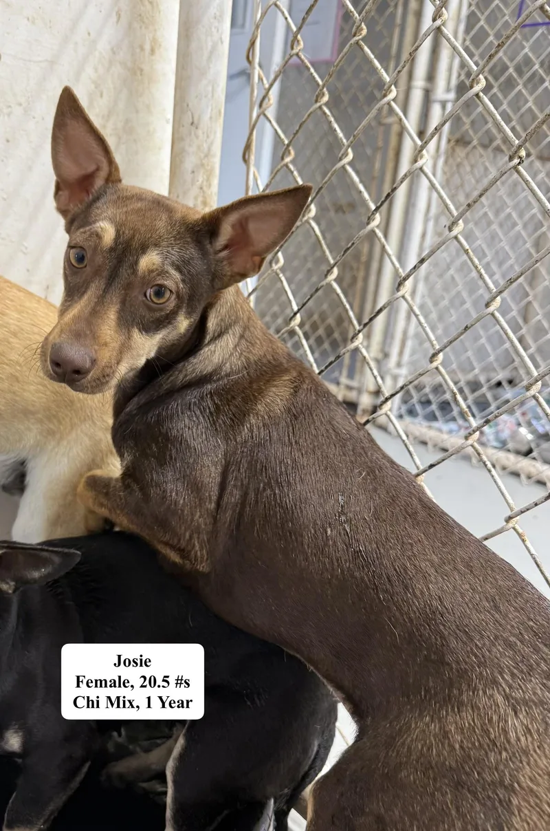 Josie