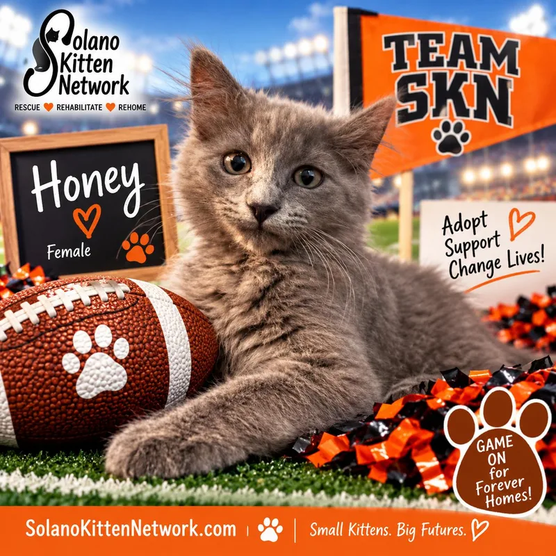 Honey thumbnail 5