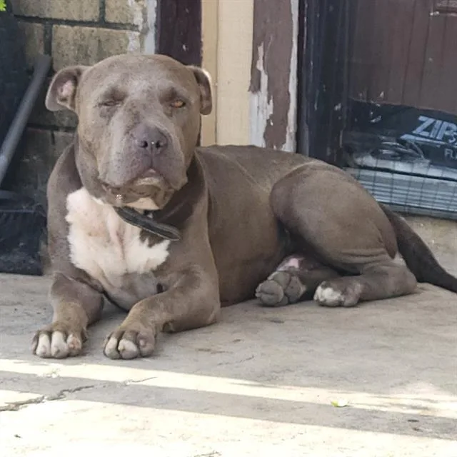 An adult medium-sized male American Staffordshire Terrier dog named Prince for adoption in San Antonio, TX