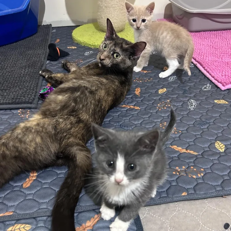 A young medium-sized female Tortoiseshell Domestic Short Hair cat named Potato for adoption in Normal, IL