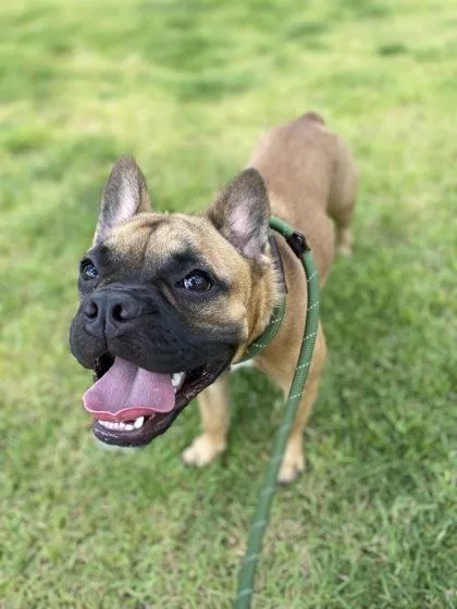 An adult small-sized female French Bulldog dog named Twinkie for adoption in Honolulu, HI