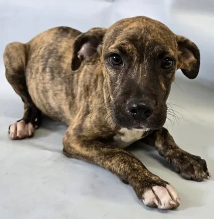 A baby large-sized male Catahoula Leopard Dog dog named Roux for adoption in Morton Grove, IL