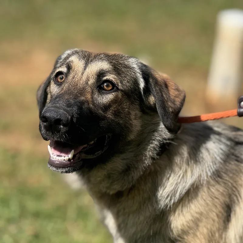 A young medium-sized female Sable Shepherd dog named Shelby for adoption in Meherrin, VA