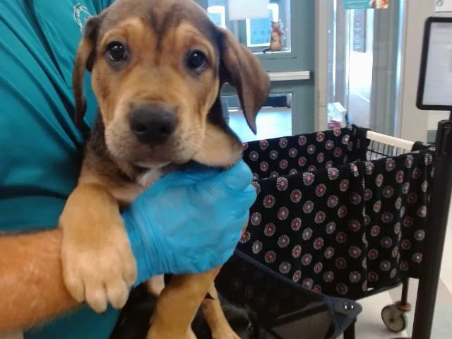 A baby small-sized male Rottweiler dog named Buddy for adoption in Oklahoma City, OK