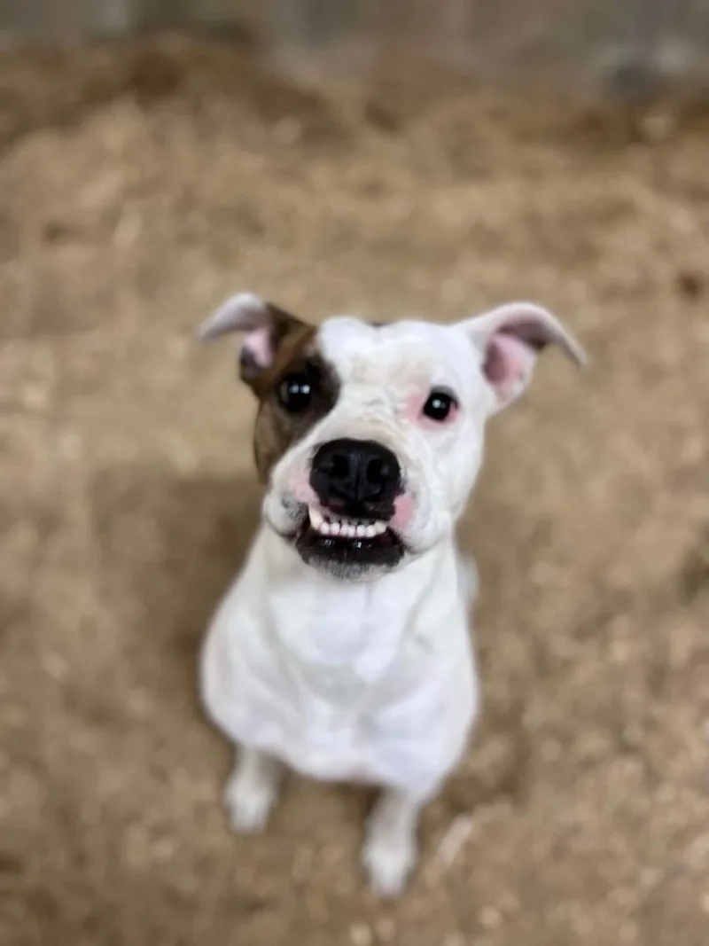 Poe & Fluffy thumbnail 3