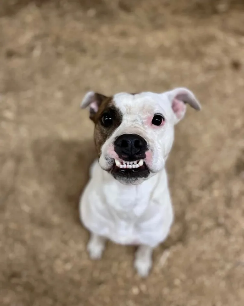 Poe & Fluffy thumbnail 4