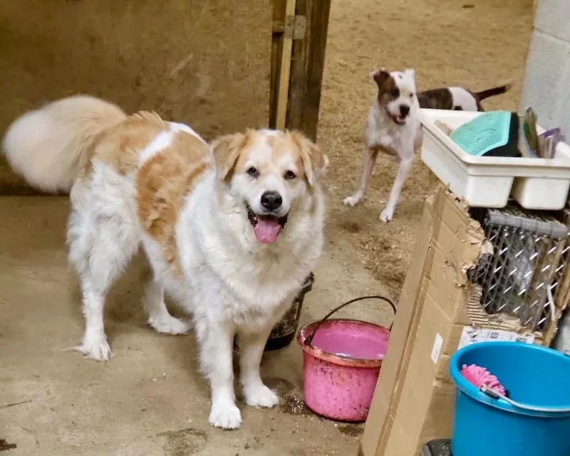 Poe & Fluffy thumbnail 5