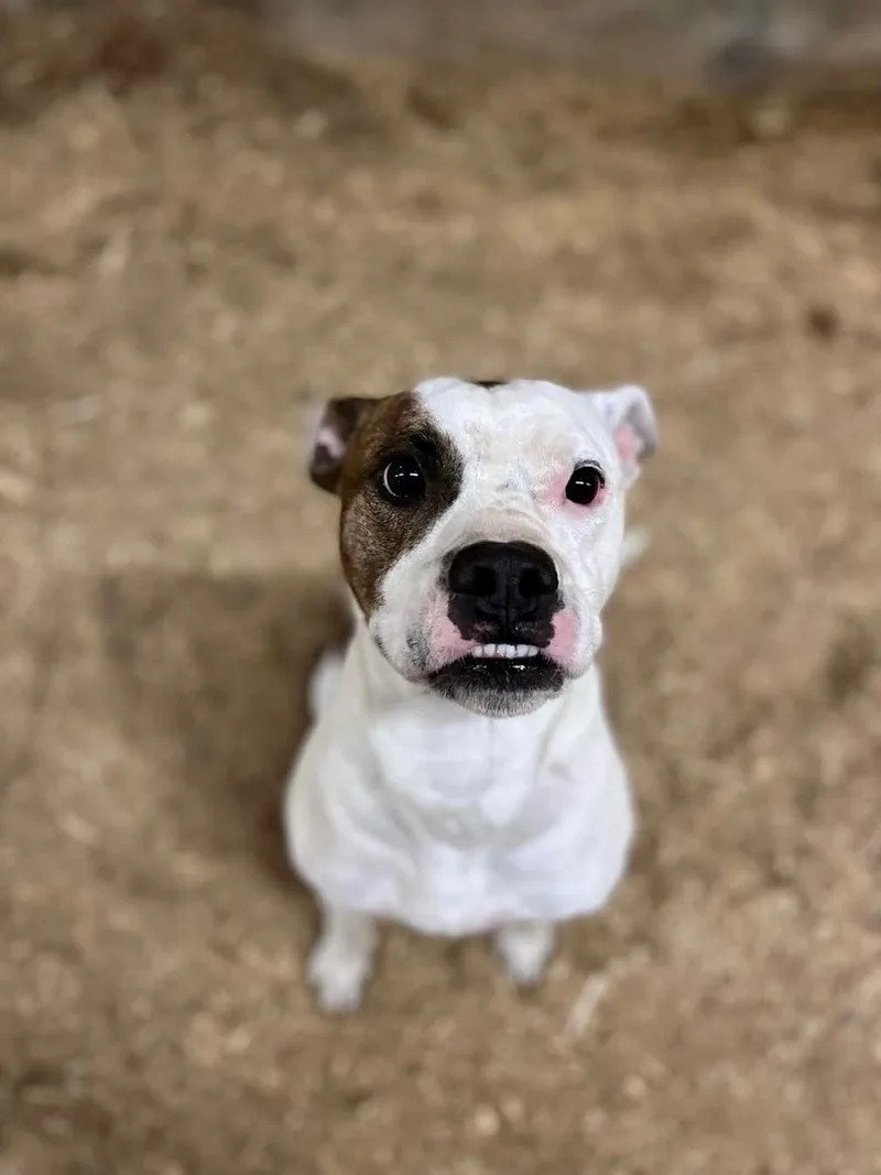 Poe & Fluffy thumbnail 6