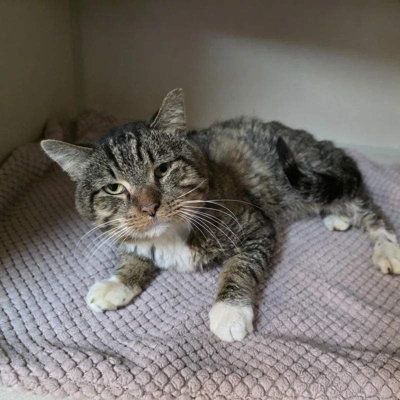 An adult medium-sized male Tabby (Brown / Chocolate) Tabby cat named Cvs for adoption in Greensboro, NC