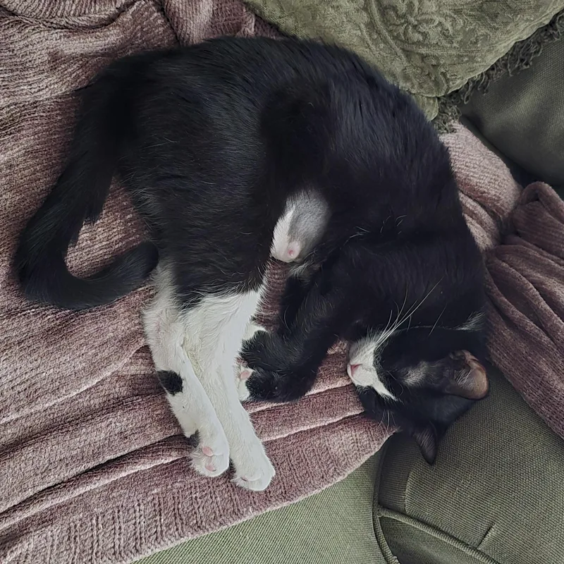An adult medium-sized female Black & White / Tuxedo Domestic Short Hair cat named Mia for adoption in Eagan, MN
