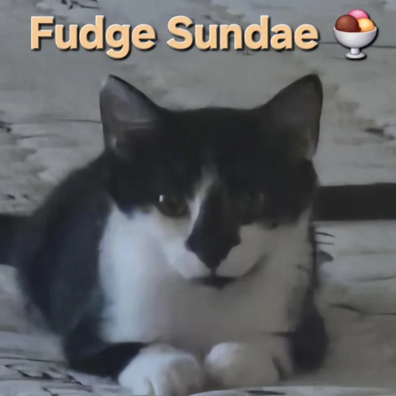 A baby small-sized male Black & White / Tuxedo Domestic Short Hair cat named Fudge Sundae for adoption in Bentonville, AR