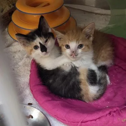 A baby small-sized male Domestic Short Hair cat named Butterscotch for adoption in Westland, MI