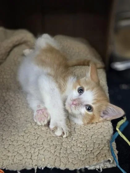 Butterscotch thumbnail 2