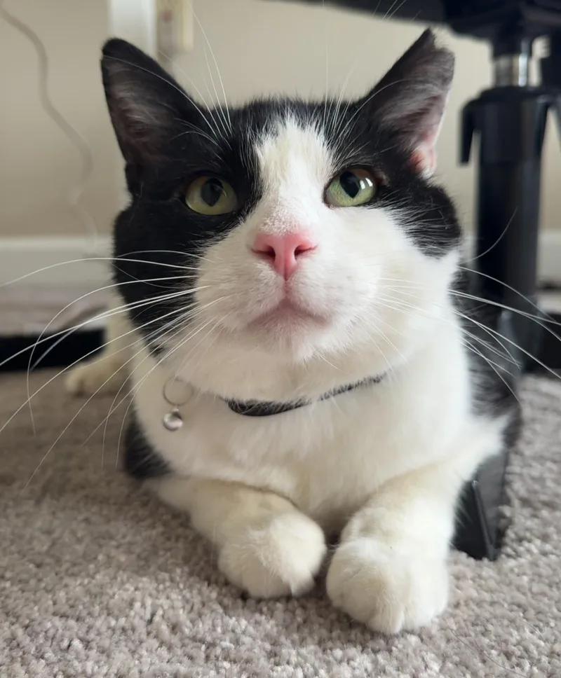 An adult large-sized male Tuxedo cat named George for adoption in Beckley, WV