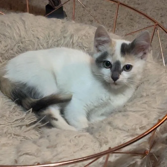 A baby small-sized female White Domestic Short Hair cat named Callie for adoption in Minneapolis, MN