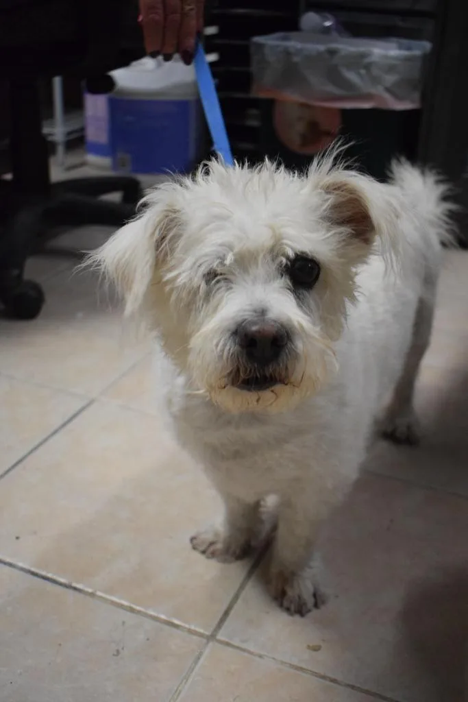 A senior small-sized male West Highland White Terrier / Westie dog named Milo for adoption in Pahrump, NV