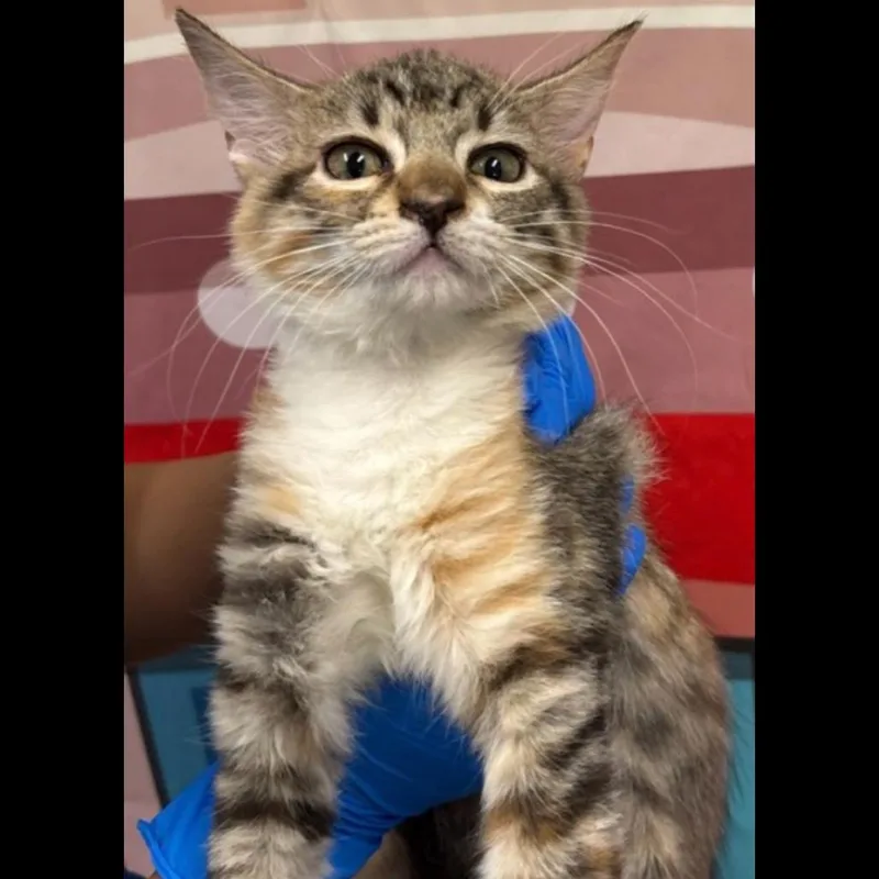 A baby small-sized female Gray / Blue / Silver Domestic Short Hair cat named Frida for adoption in Midland, TX