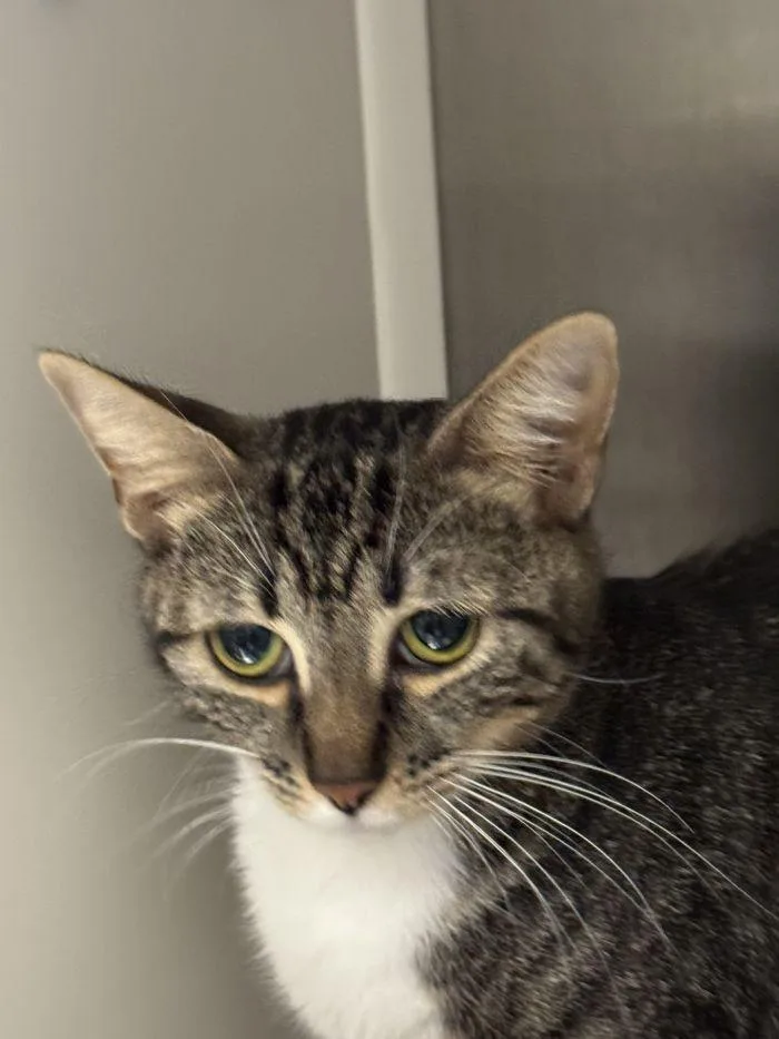 An adult small-sized female Domestic Short Hair cat named Cello for adoption in Hilton Head Island, SC