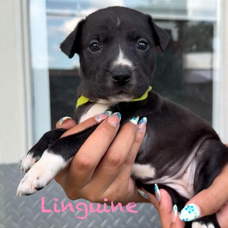 A baby medium-sized female Black American Staffordshire Terrier dog named Linguine for adoption in Tampa, FL
