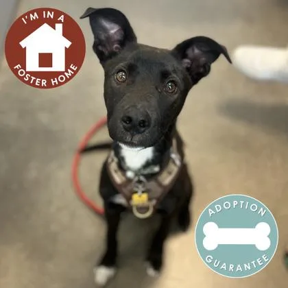 A baby medium-sized male Mixed Breed dog named Fergus for adoption in Janesville, WI